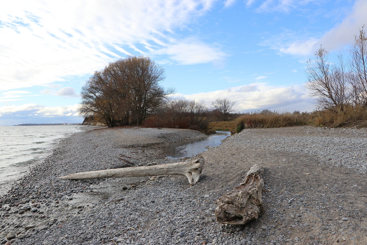 Lake Ontario shoreline at Dawson's Point Trail in Courtice